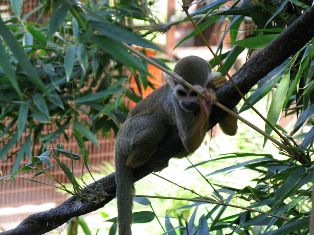 Apa, dock inte i rymden utan på Phoenix Zoo.