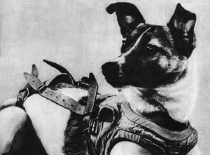 Laika - den frsta hunden i rymden.